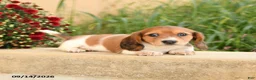 Miniature Dachshund dogs for sale: Fancy - Ad 3