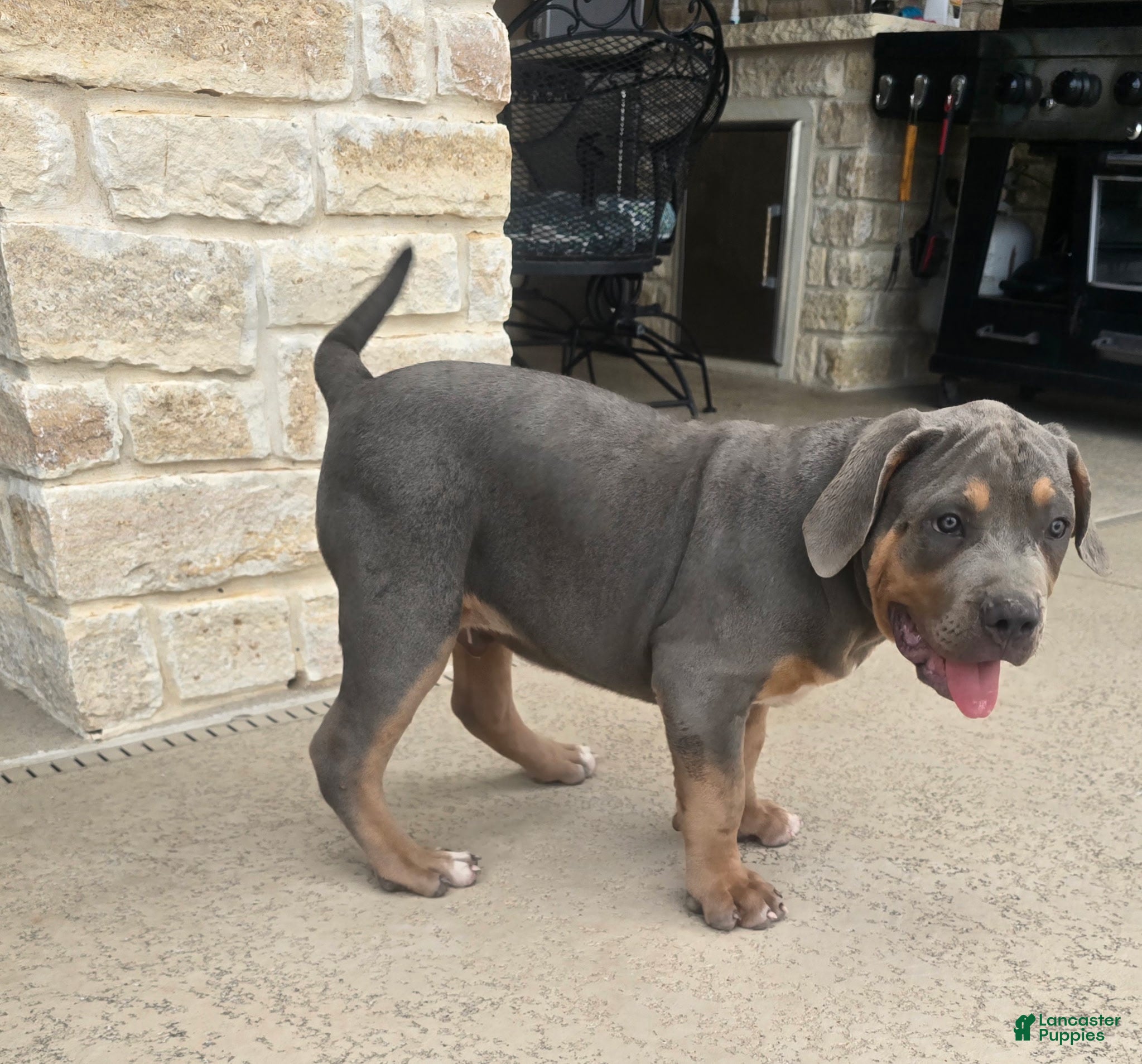 American Bully dogs Manitou "Mani" - Ad 2