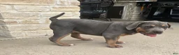 American Bully dogs for sale: Manitou "Mani" - Ad 2