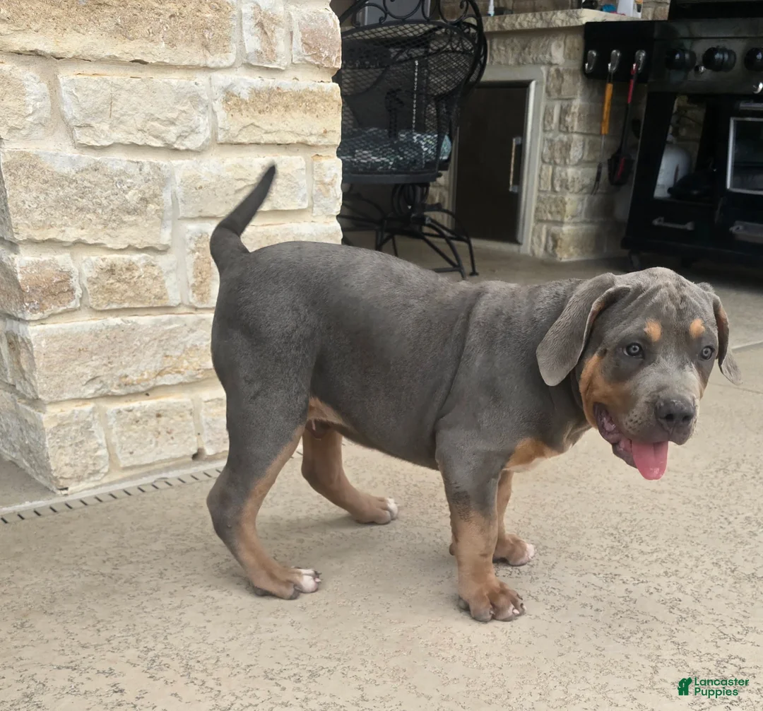 American Bully dogs for sale: Manitou "Mani" - Ad 2