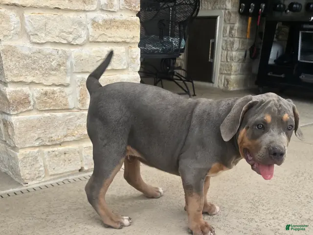 American Bully dogs for sale: Manitou "Mani" - Ad 2