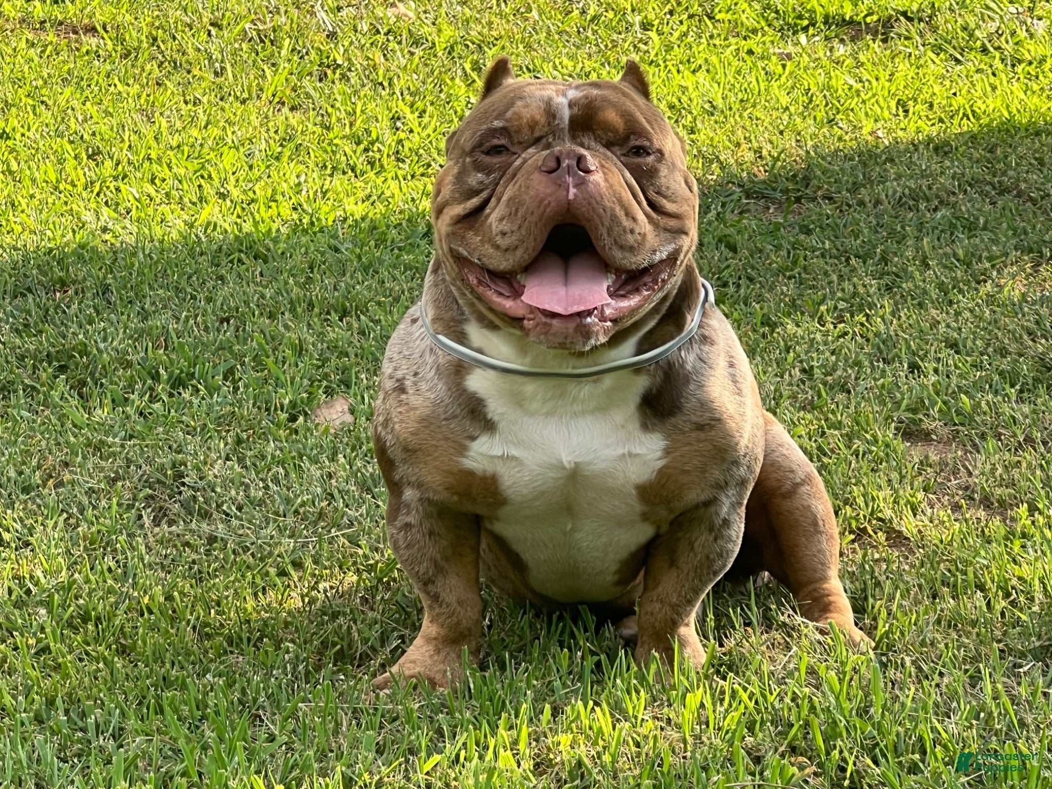 American Bully dogs Fatboy - Ad 2