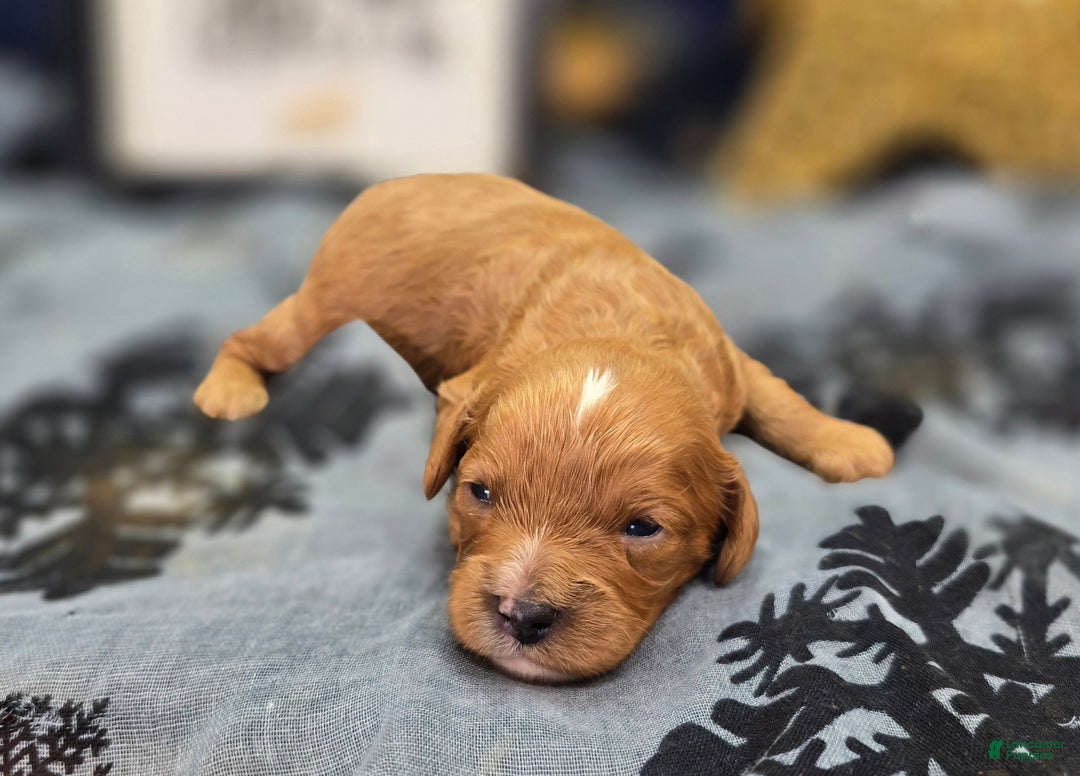 Cavapoo dogs for sale: Flannel - Ad 3