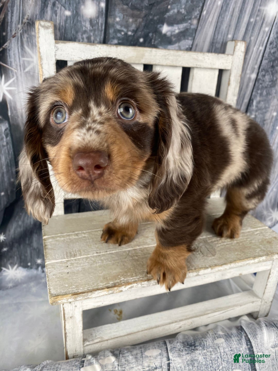 Miniature Dachshund dogs for sale: Bandit - Ad 5