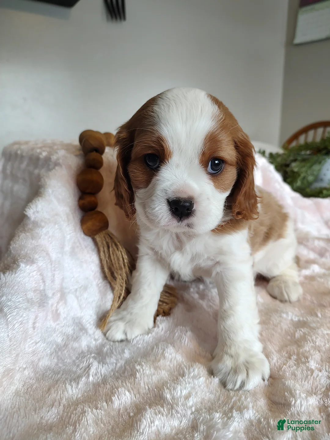 Cavalier King Charles Spaniel dogs for sale: Copper  - Ad 4