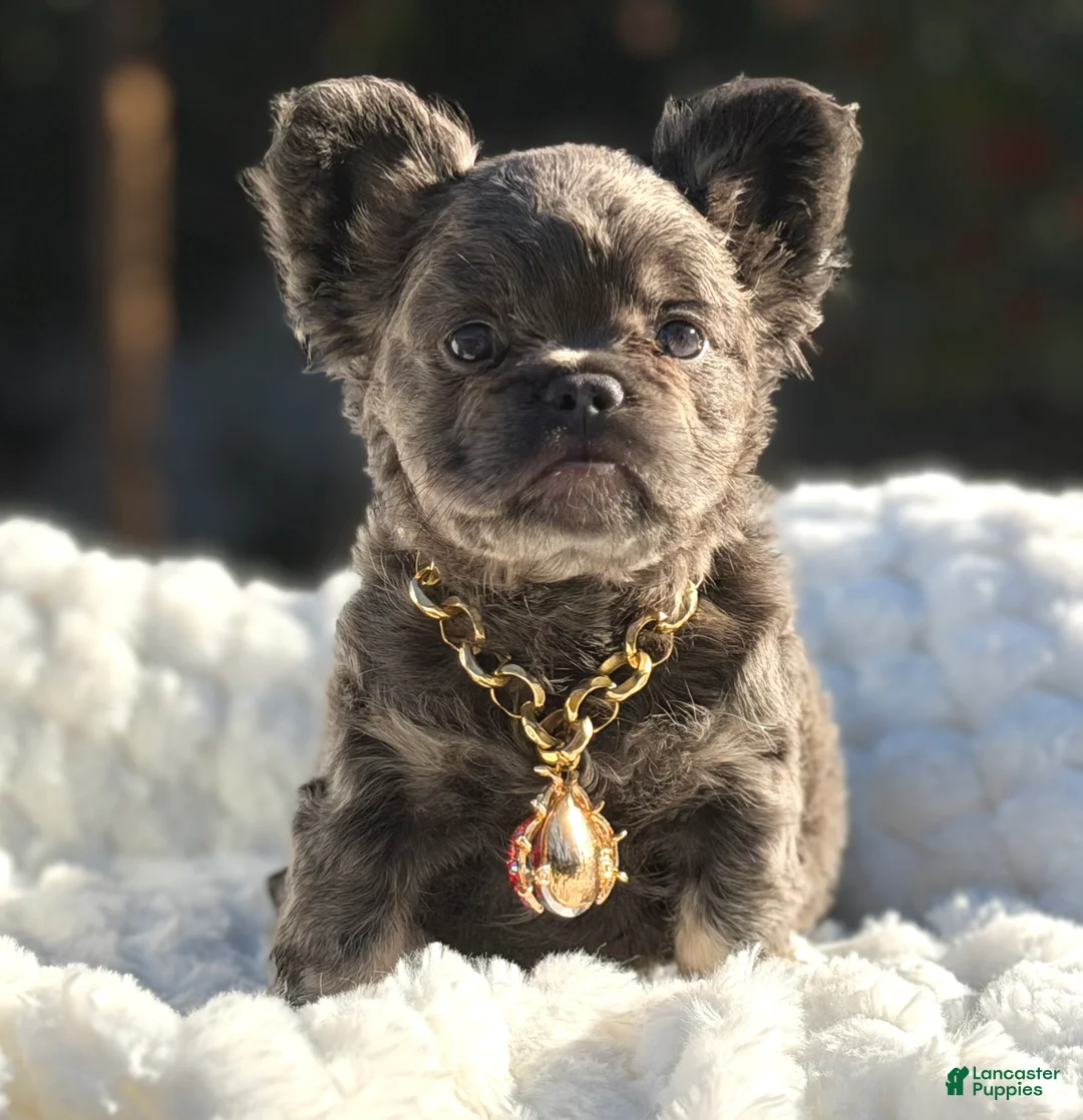French Bulldog dogs for sale: Miss Halo - Ad 3