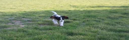 Cavalier King Charles Spaniel dogs for sale: Congo - House and Crate Trained - Ad 12