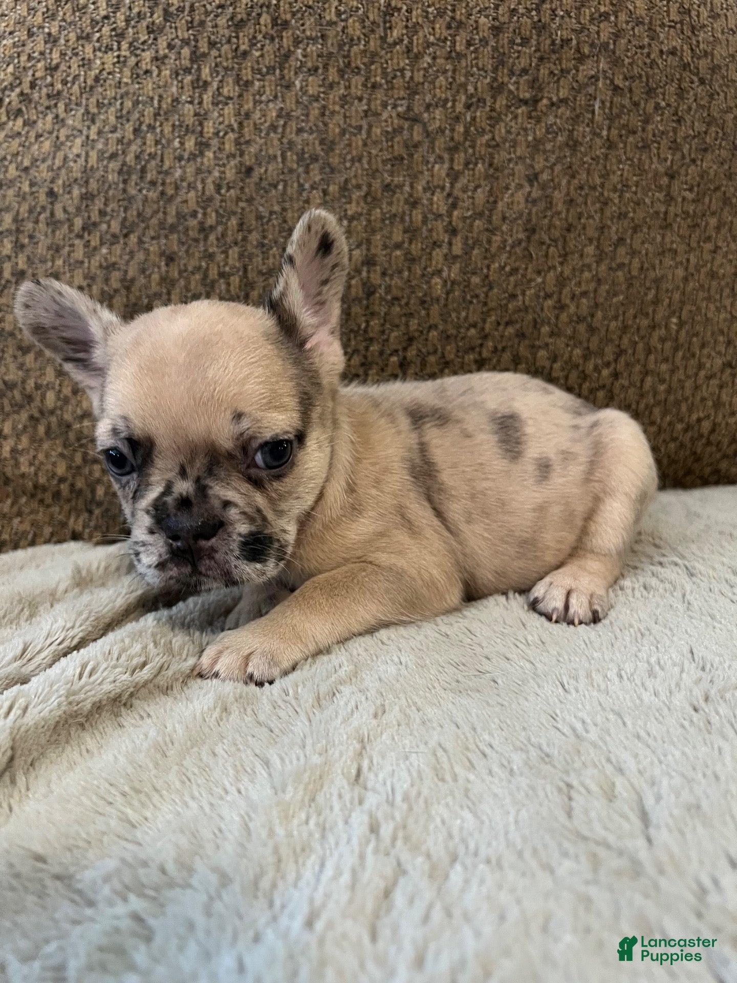 French Bulldog dogs for sale: French Bulldog 7 - Ad 32