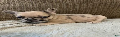 French Bulldog 7