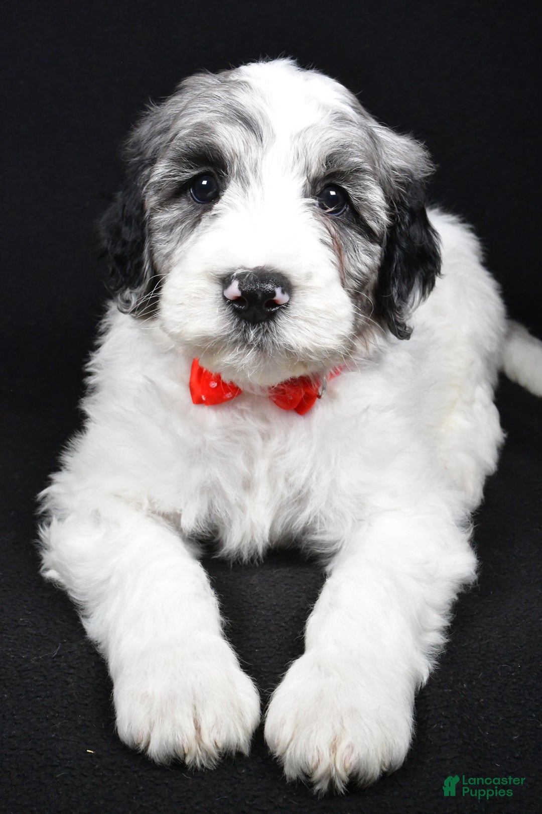 Sheepadoodle dogs for sale: Milo - Ad 4