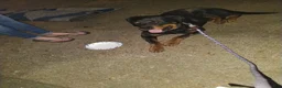 Rottweiler dogs for stud: Big Boy Deuce  - Ad 1