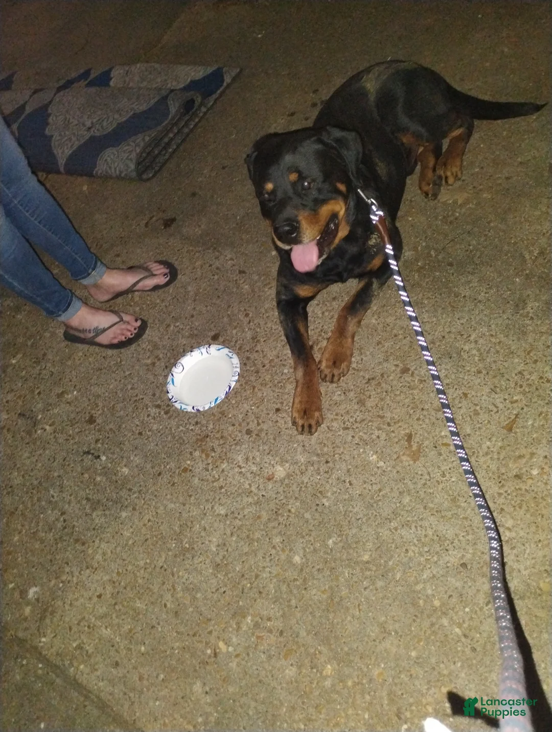 Rottweiler dogs for stud: Big Boy Deuce  - Ad 1