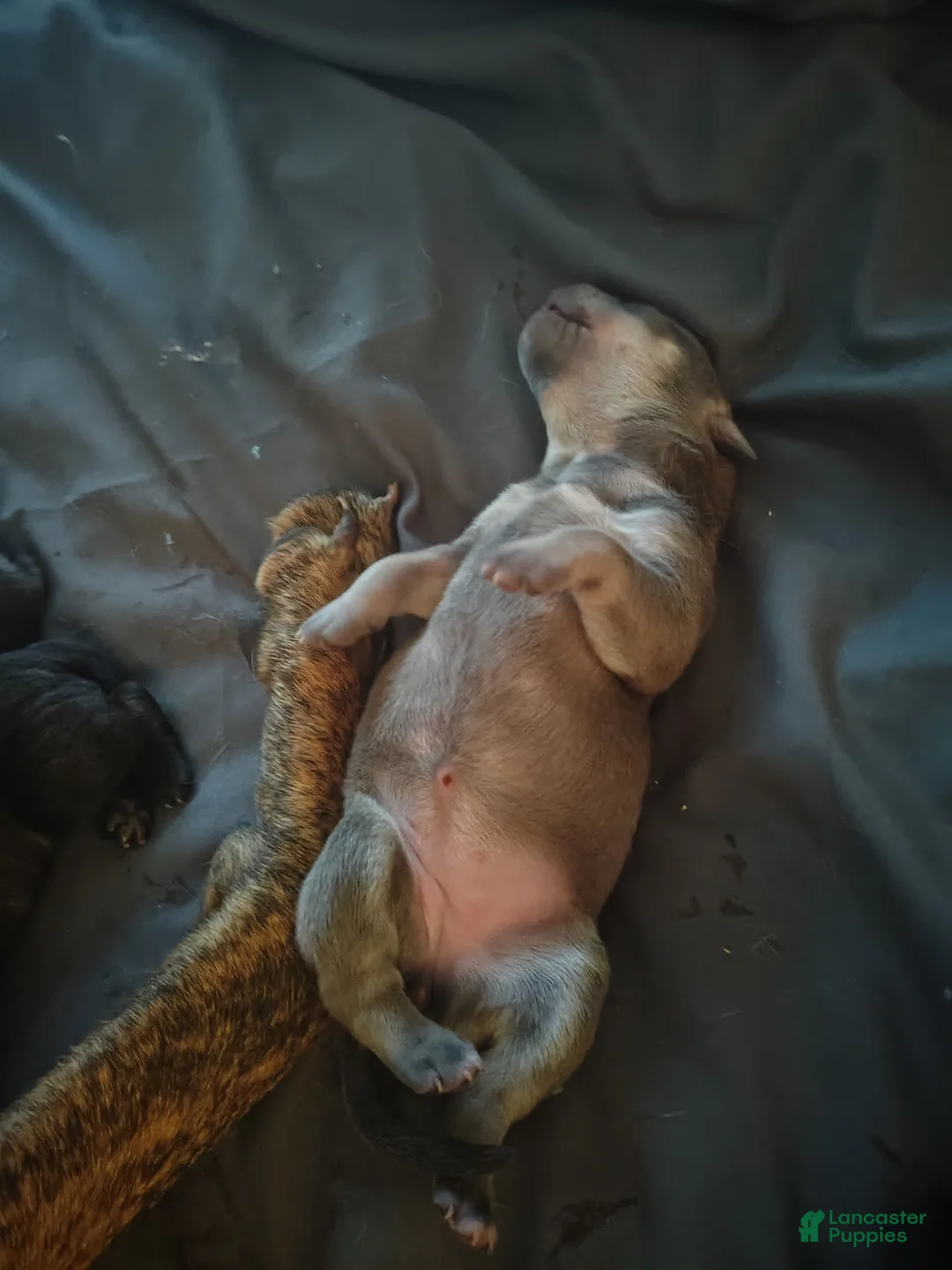 Mixed Breed dogs for sale:  calico  - Ad 2