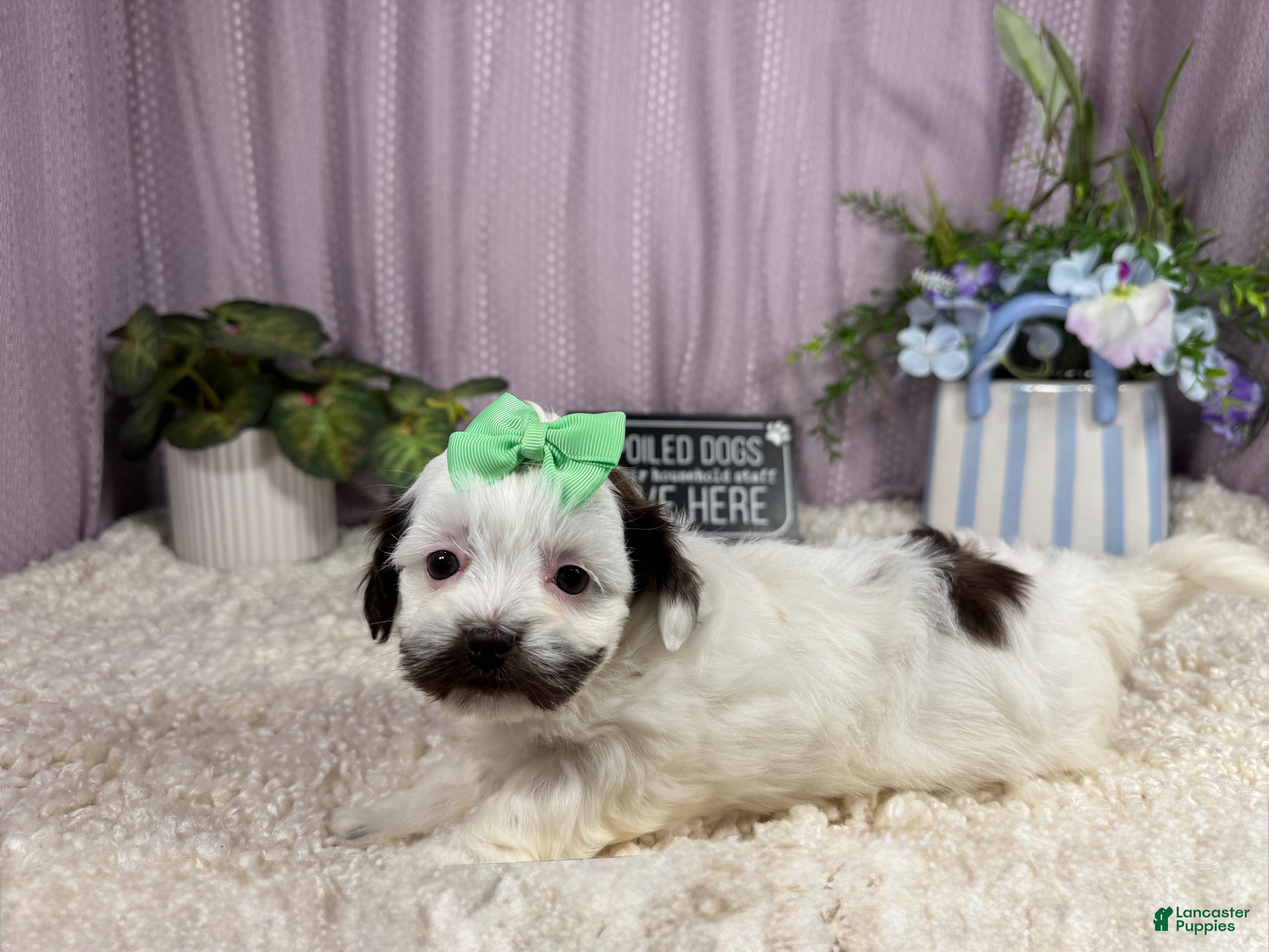 Shihpoo dogs Shihpoo 4 - Ad 13