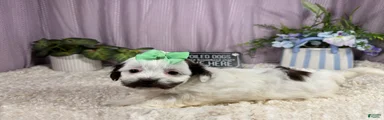 Shihpoo 4