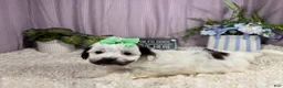 Shihpoo dogs for sale: Shihpoo 4 - Ad 1