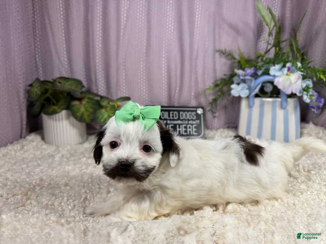 Shihpoo dogs for sale: Shihpoo 4 - Ad 1