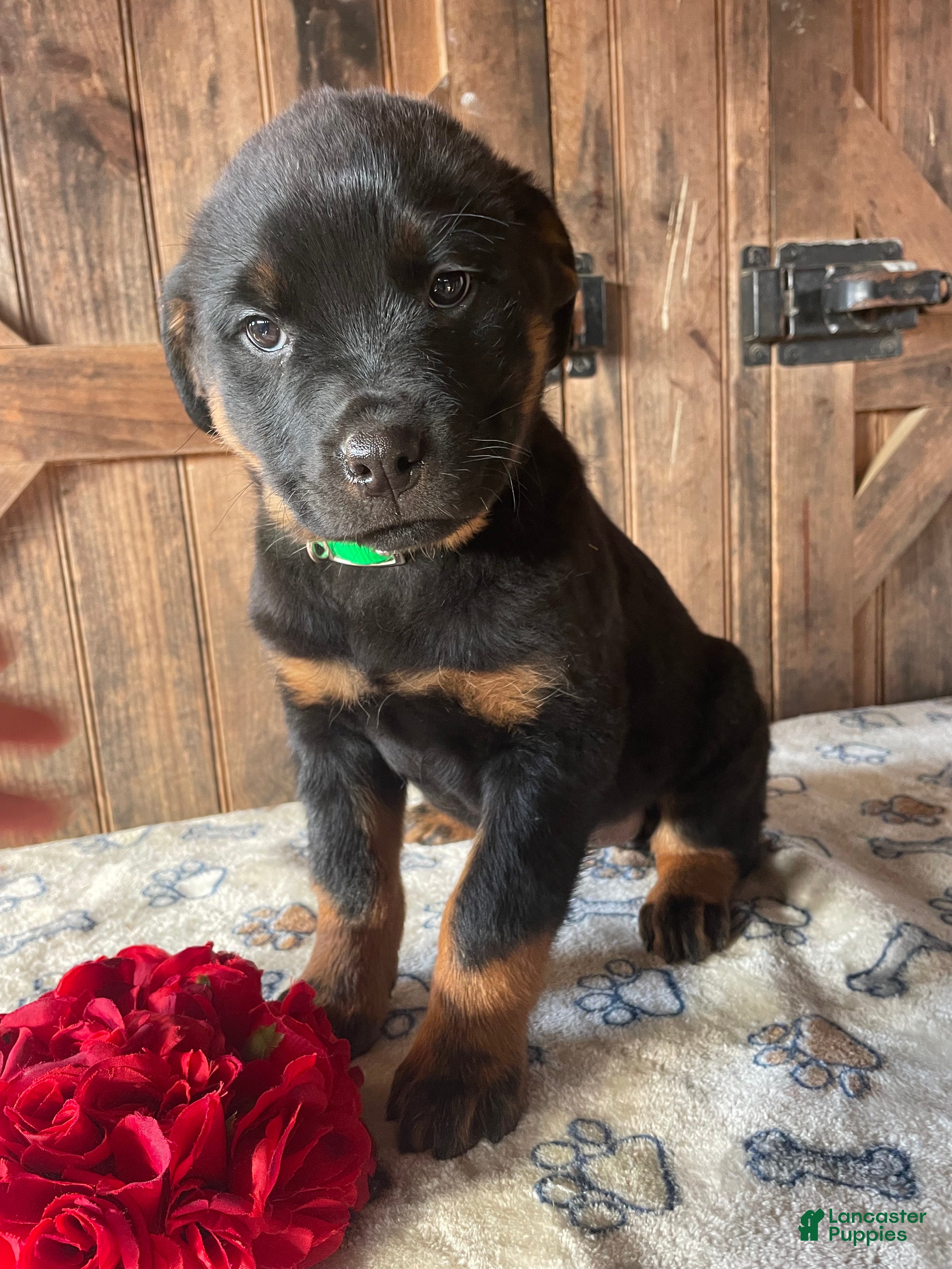 Rottweiler dogs Zelda - Ad 32