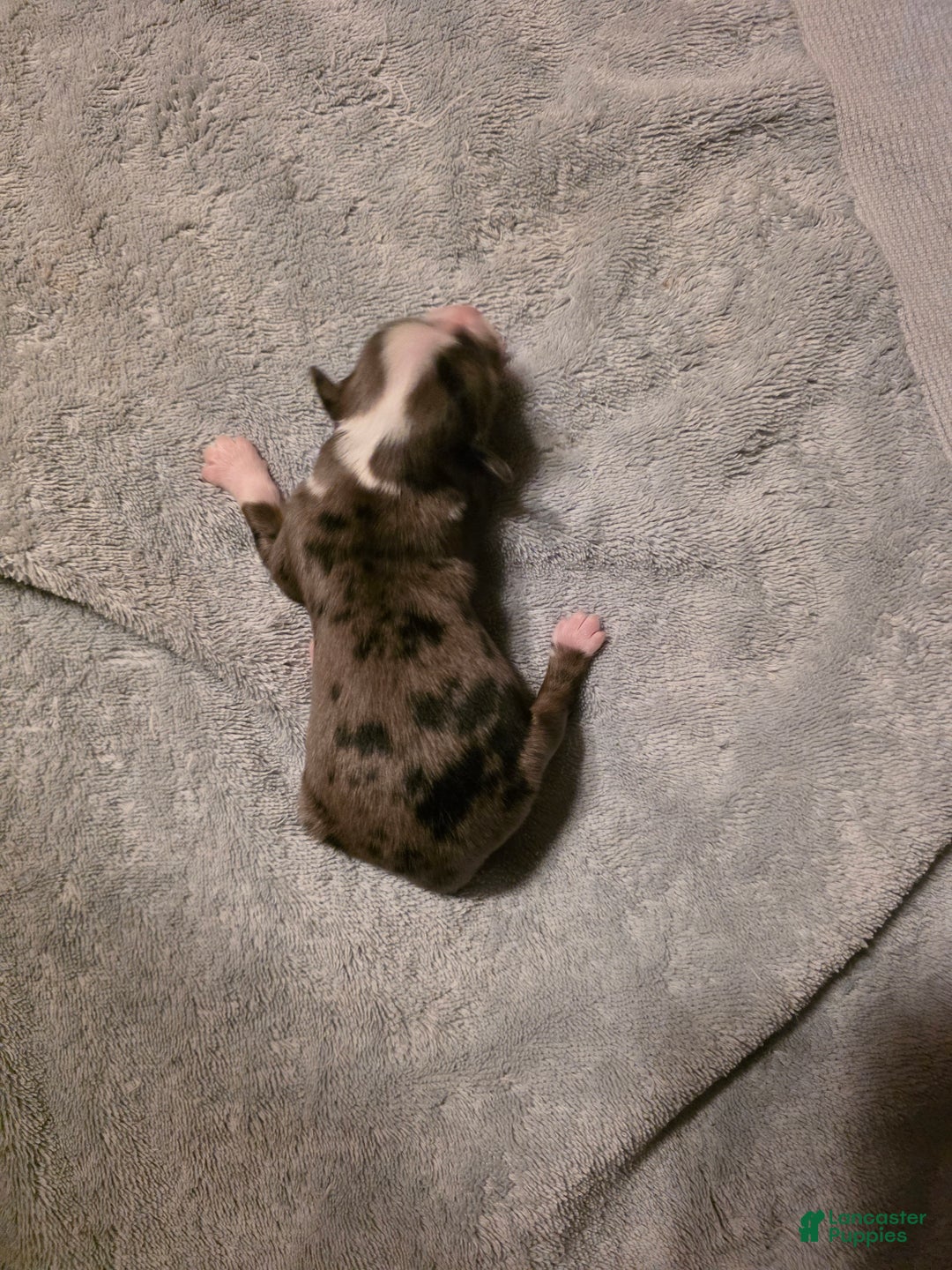 Miniature Australian Shepherd dogs for sale: Miniature Australian Shepherd Puppy 6 - Ad 4