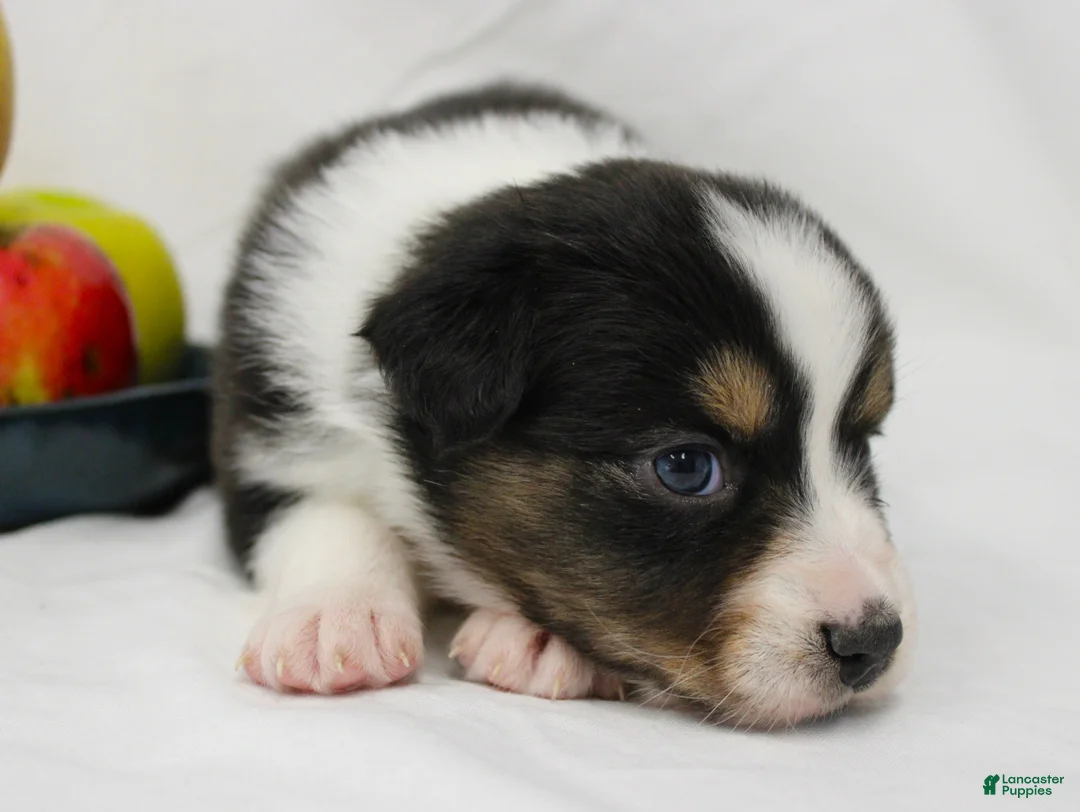 Australian Shepherd dogs for sale: Twig - Ad 2