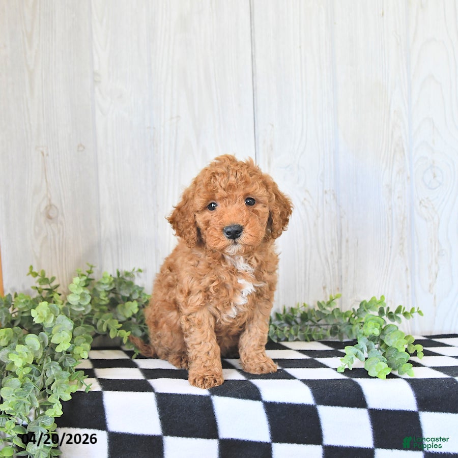 Mini Goldendoodle dogs Miles - Ad 2