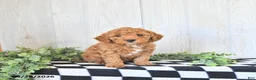 Mini Goldendoodle dogs for sale: Miles - Ad 2