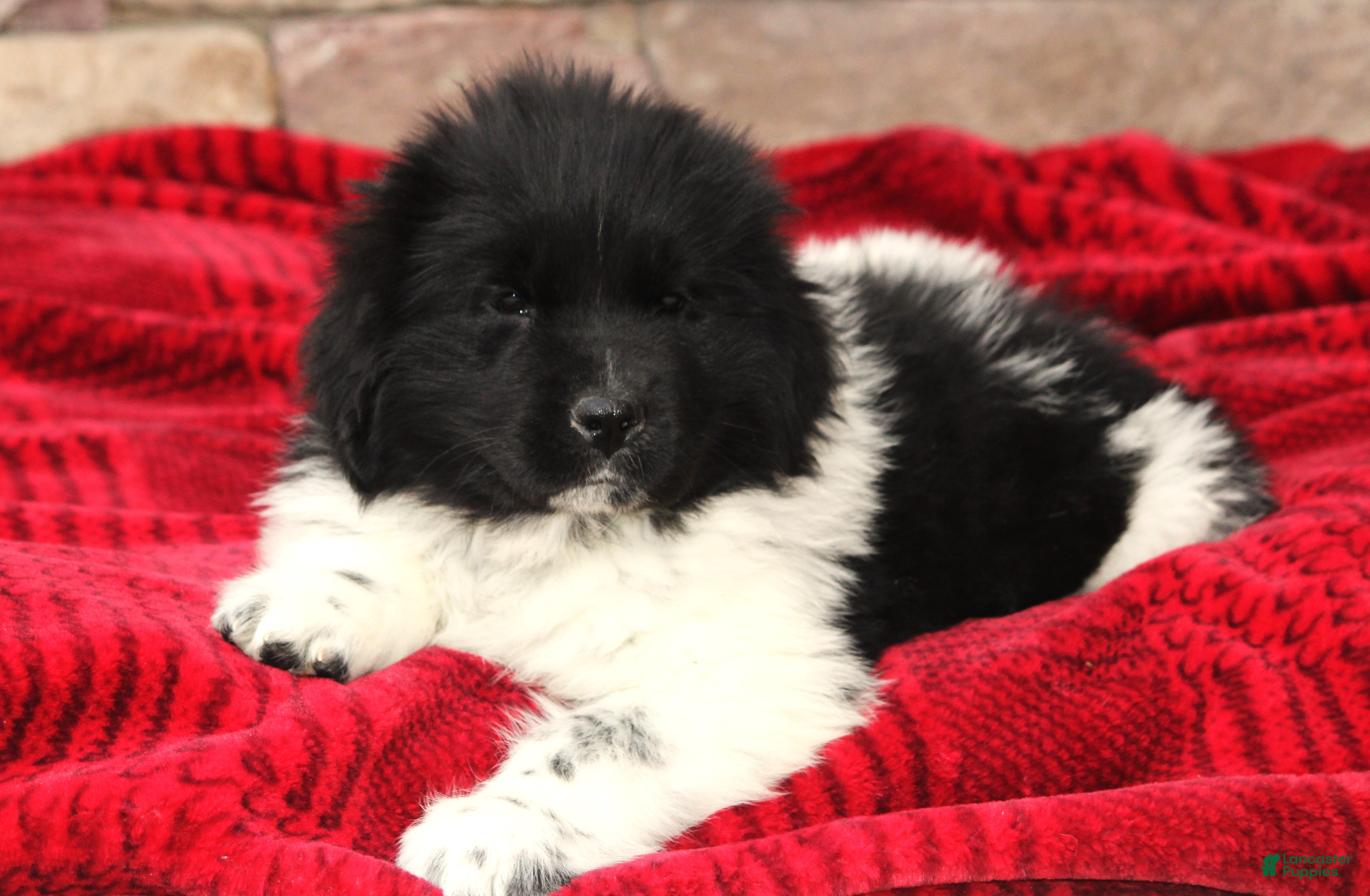 Newfoundland dogs Pippa - Ad 25