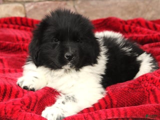 Newfoundland dogs Pippa - Ad 9