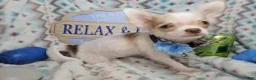 Chihuahua dogs for sale: Carrusso - Ad 3
