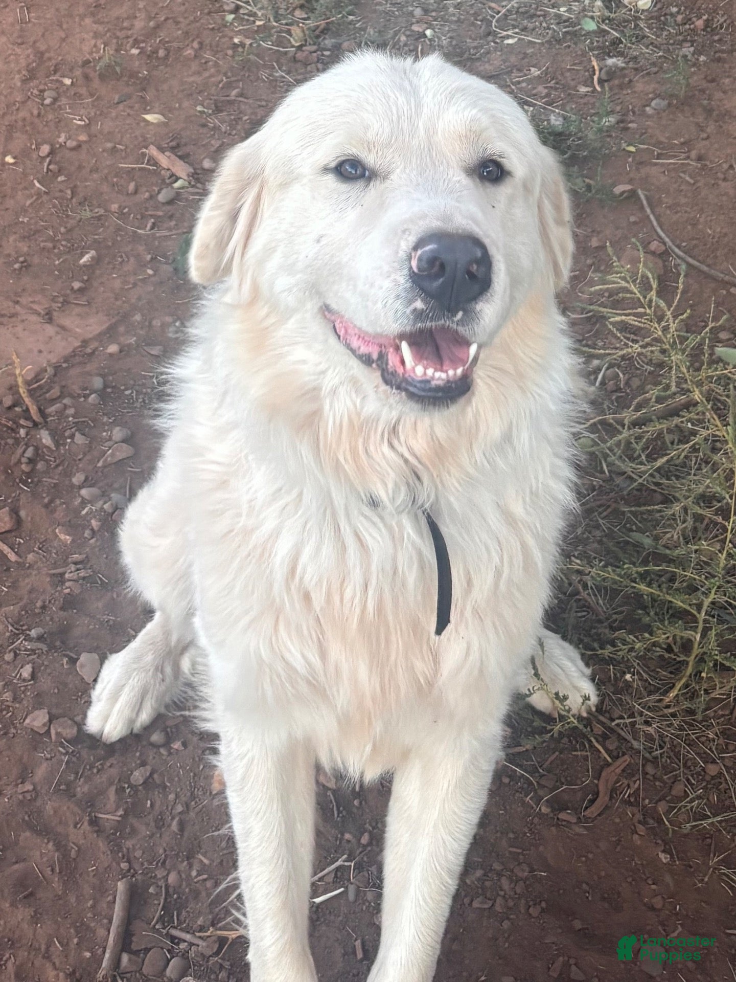 Great Pyrenees dogs for stud: Pyrenees Aussie Mix Pups - Ad 4