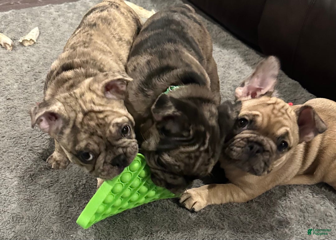 French Bulldog dogs for sale: Tiny - Ad 8