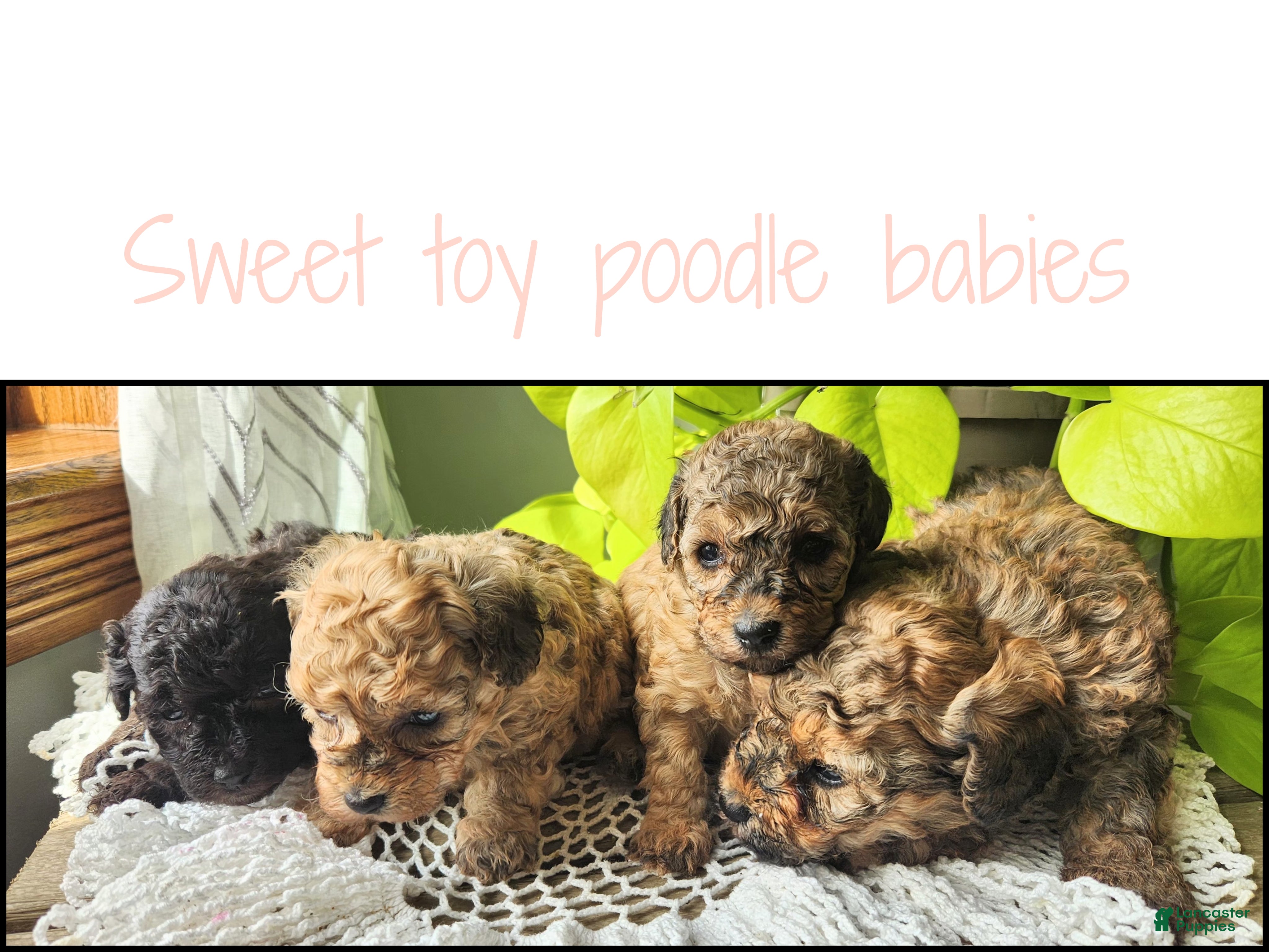 Toy Poodle dogs Tara - Ad 23