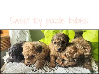 Toy Poodle dogs Tara - Ad 7
