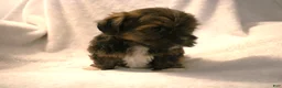 Shorkie dogs for sale: Bear - Ad 3