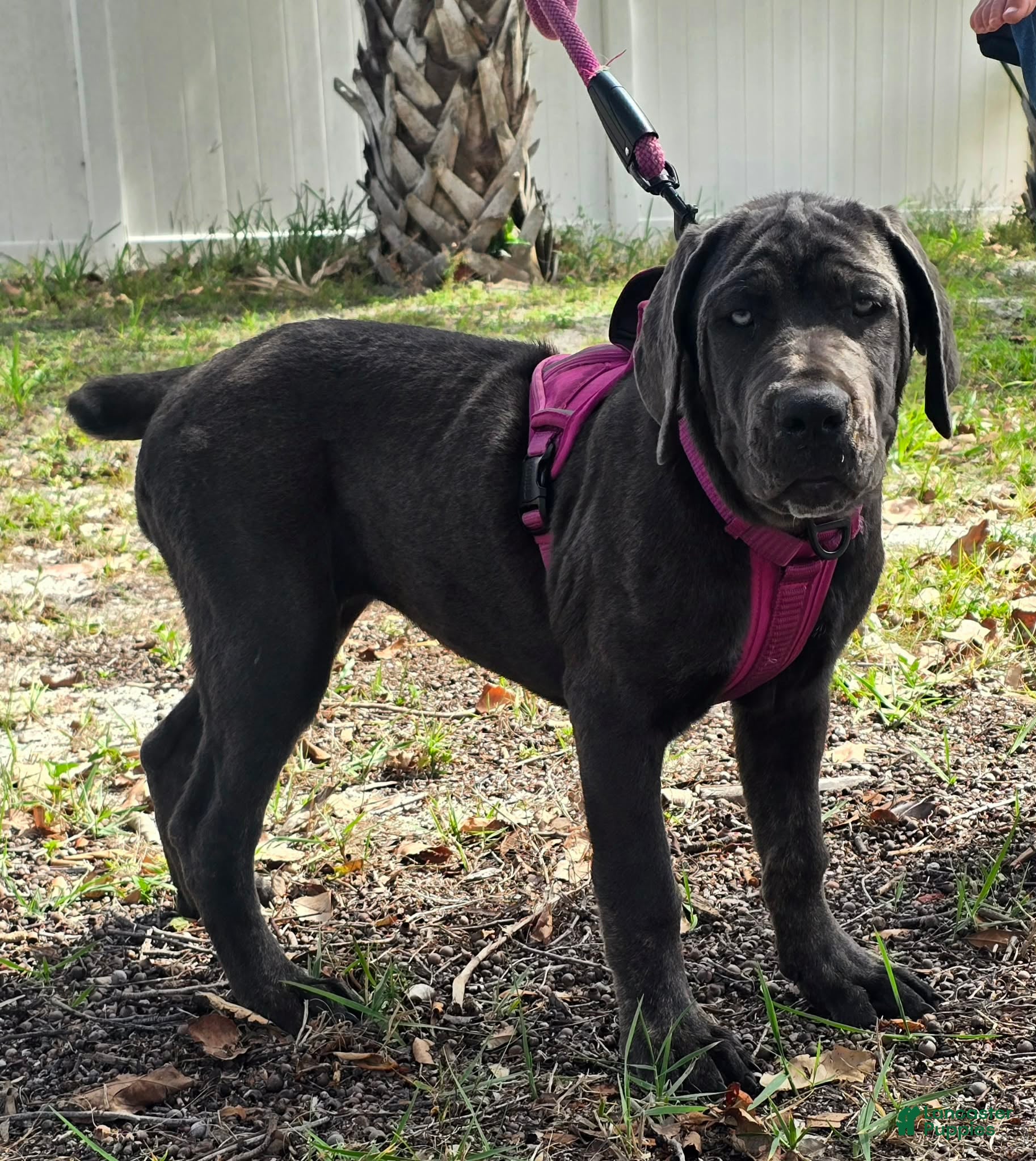Cane Corso dogs Sophie - Ad 1