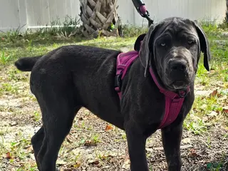 Cane Corso dogs for sale: Sophie - Ad 3