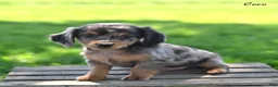 Miniature Dachshund dogs for sale: Coco - Ad 3