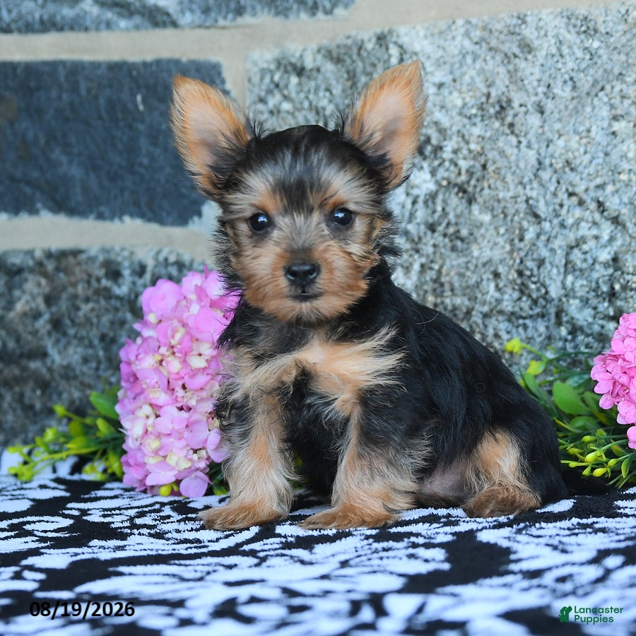 Yorkshire Terrier dogs Mars  - Ad 1