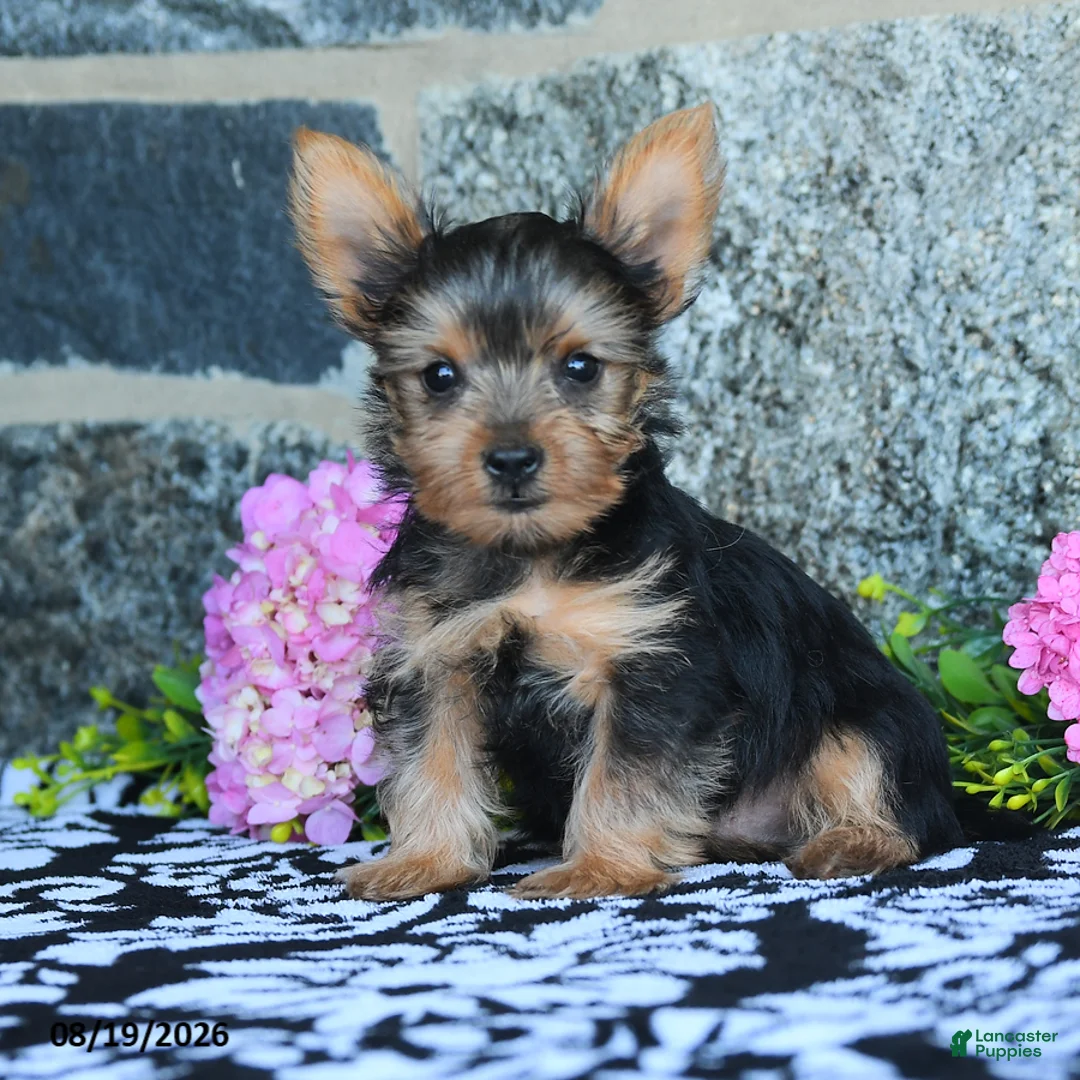 Yorkshire Terrier dogs for sale: Mars  - Ad 1