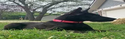 Great Dane dogs for sale: Euro Sterling  - Ad 6