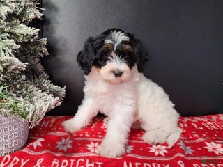 Mini Bernedoodle dogs Vixon - Ad 36