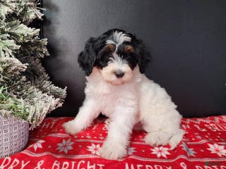 Mini Bernedoodle dogs Vixon - Ad 19