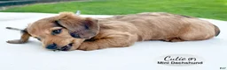 Miniature Dachshund dogs for sale: Cutie - Ad 3
