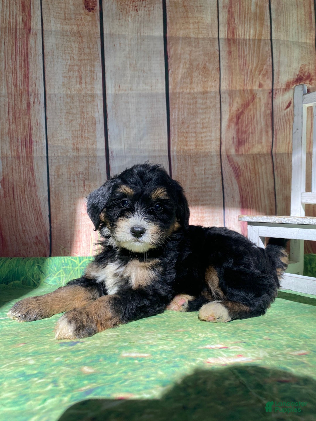 Mini Bernedoodle dogs for sale: Moon - Ad 7