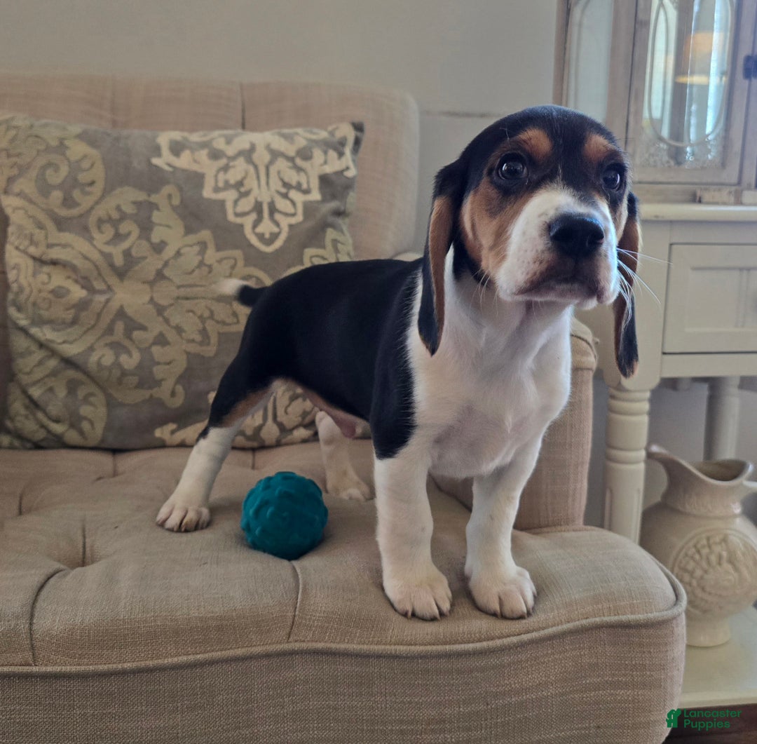Beagle dogs for sale: Jackson - Ad 1