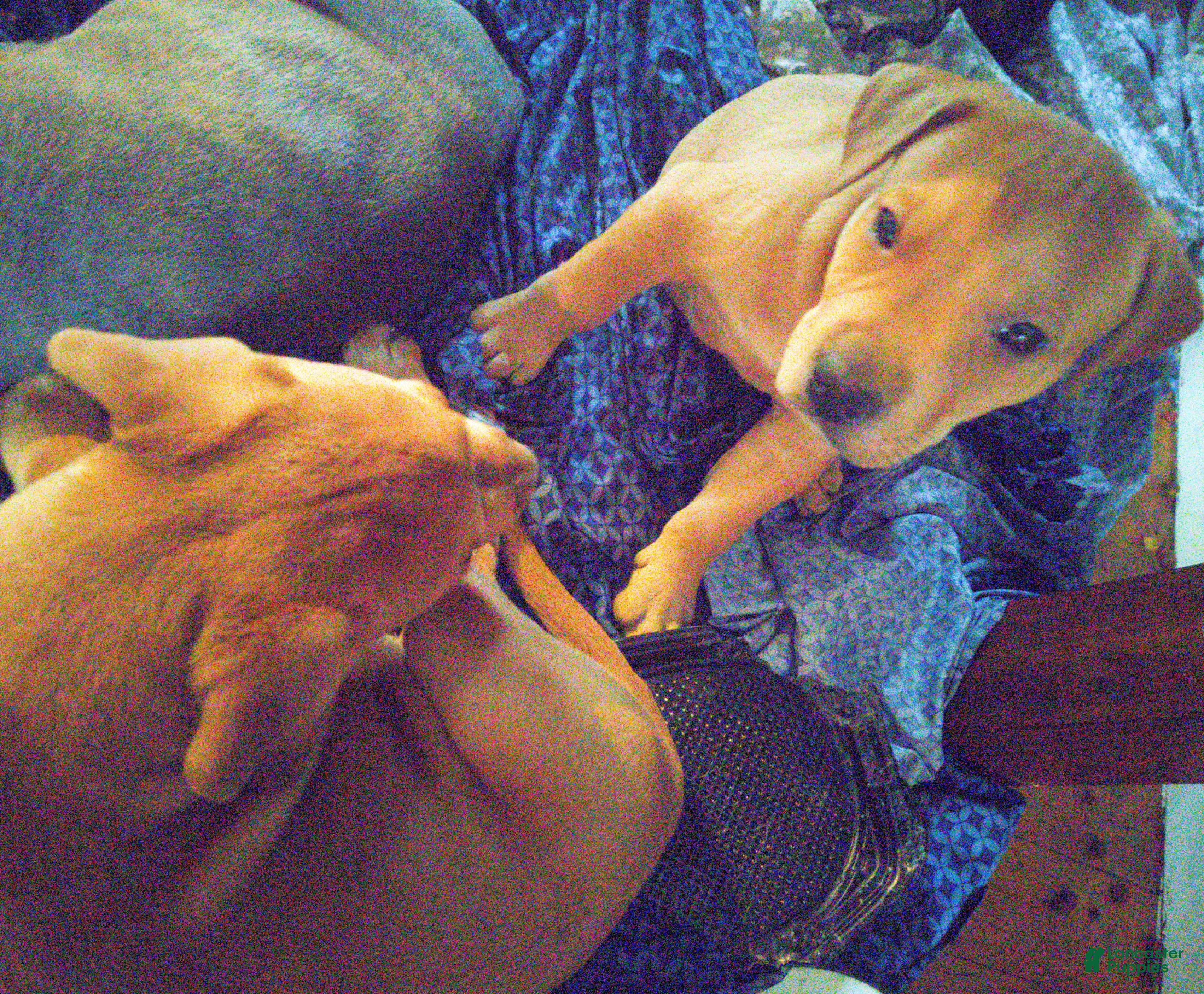 Mixed Breed dogs for sale: Meet Lucky — the Sweetest Little Boy in the Litter - Ad 4