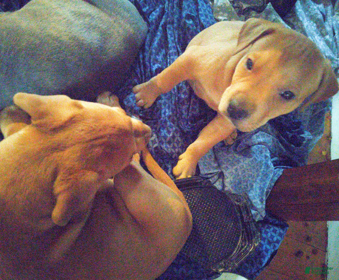 Mixed Breed dogs for sale: Meet Lucky — the Sweetest Little Boy in the Litter - Ad 1