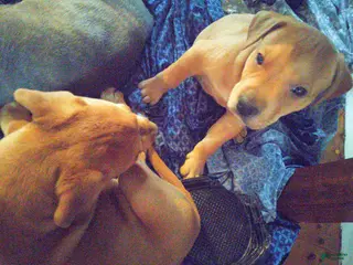 Mixed Breed dogs Meet Lucky — the Sweetest Little Boy in the Litter - Ad 28