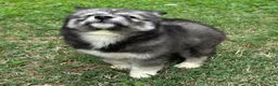 Siberian Husky dogs for sale: Charlotte - Ad 7