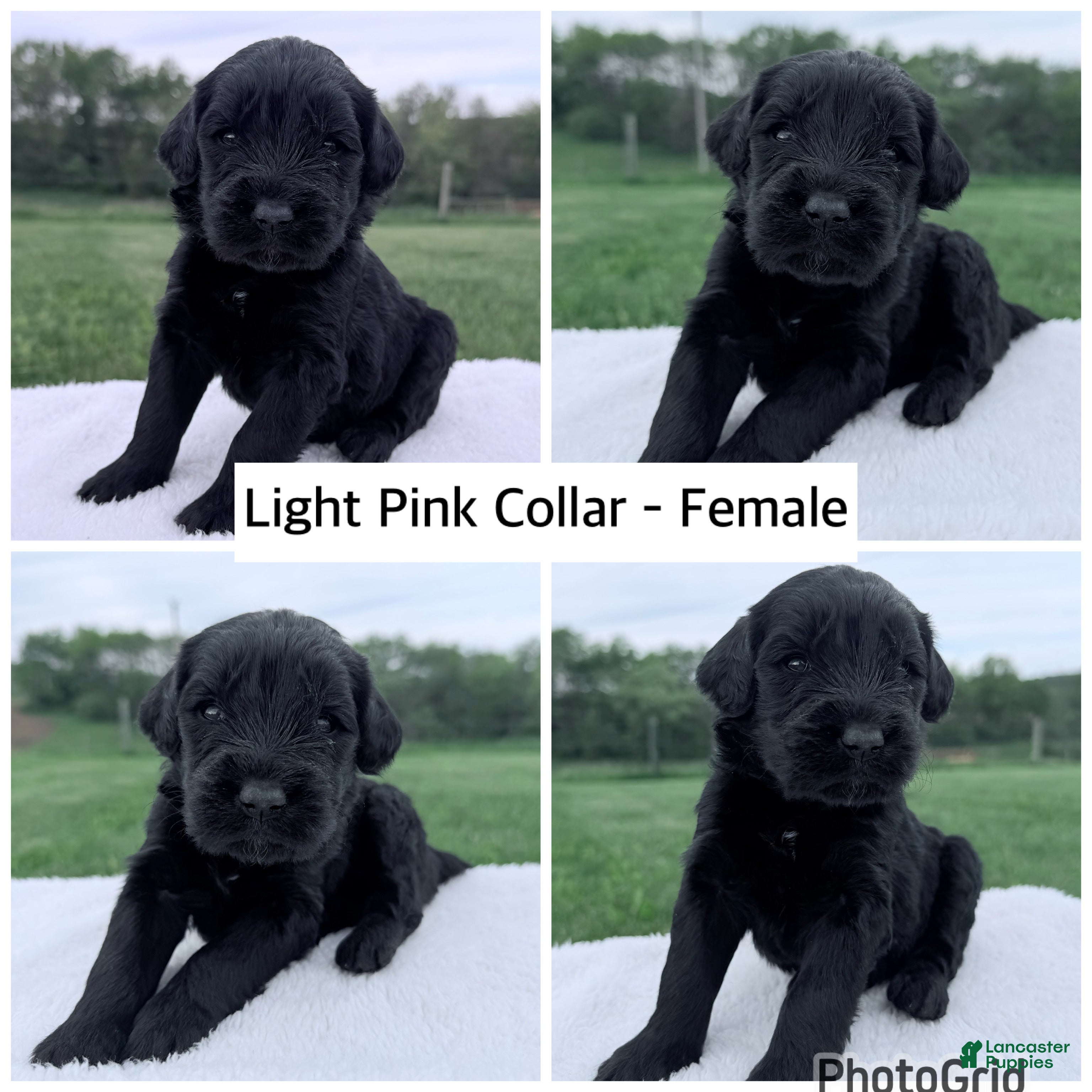 Goldendoodle dogs Goldendoodle Puppy - Light Pink Collar Female - Ad 9
